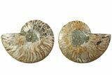 Cut & Polished, Agatized Ammonite Fossil - Madagascar #229849-1